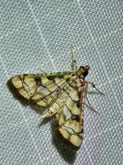 Hileithia magualis