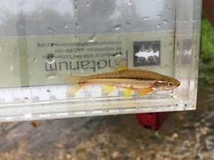 Chrosomus erythrogaster