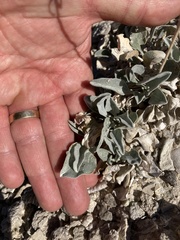 Enceliopsis nudicaulis