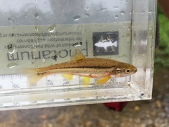 Chrosomus erythrogaster