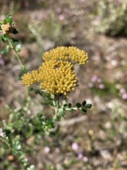 Ozothamnus obcordatus