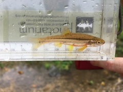 Chrosomus erythrogaster