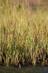 Triglochin maritima