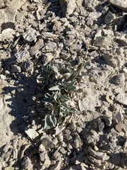 Enceliopsis nudicaulis