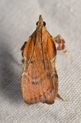 Galasa nigripunctalis