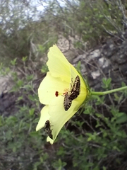 Acmaeodera scalaris