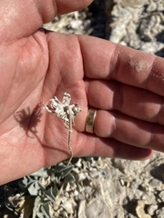 Enceliopsis nudicaulis