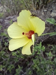 Acmaeodera scalaris