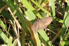 Hermeuptychia sosybius