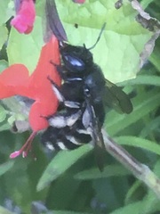 Xylocopa tabaniformis parkinsoniae