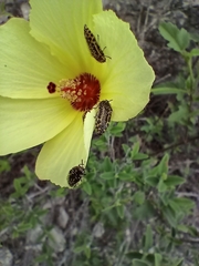 Acmaeodera scalaris