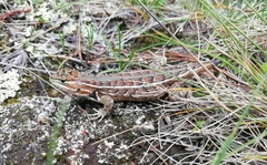 Sceloporus bicanthalis