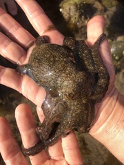 Octopus bimaculoides