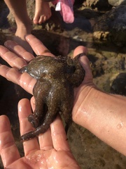 Octopus bimaculoides