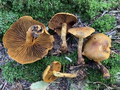 Cortinarius malicorius