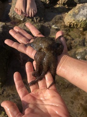 Octopus bimaculoides