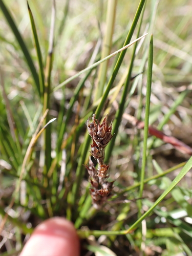 Image of Lepidosperma curtisiae by (c) Nina Kerr, some rights reserved (CC BY)