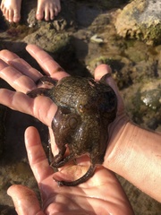 Octopus bimaculoides