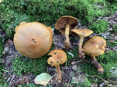 Cortinarius malicorius
