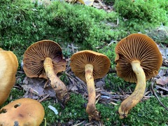 Cortinarius malicorius