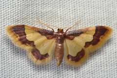 Idaea basinta