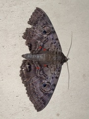 Speiredonia spectans