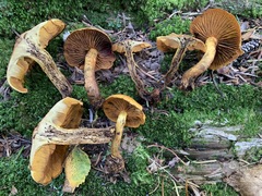 Cortinarius malicorius