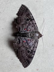 Speiredonia spectans