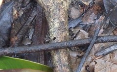 Leptodactylus nesiotus