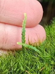 Cochlidium serrulatum