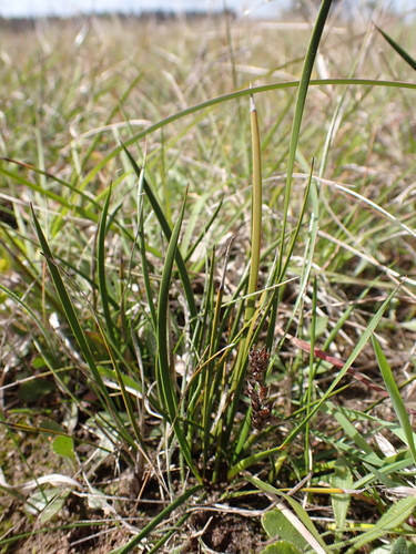Image of Lepidosperma curtisiae by (c) Nina Kerr, some rights reserved (CC BY)