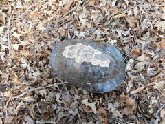 Pseudemys concinna concinna