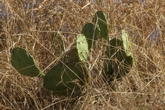 Opuntia stricta