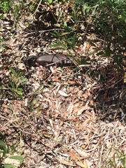 Egernia kingii