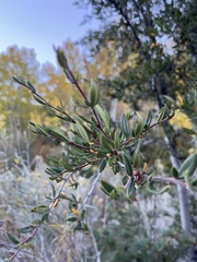 Cercocarpus ledifolius
