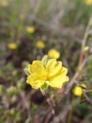 Hibbertia australis