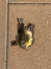 Leiothlypis ruficapilla