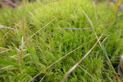 Dicranum polysetum