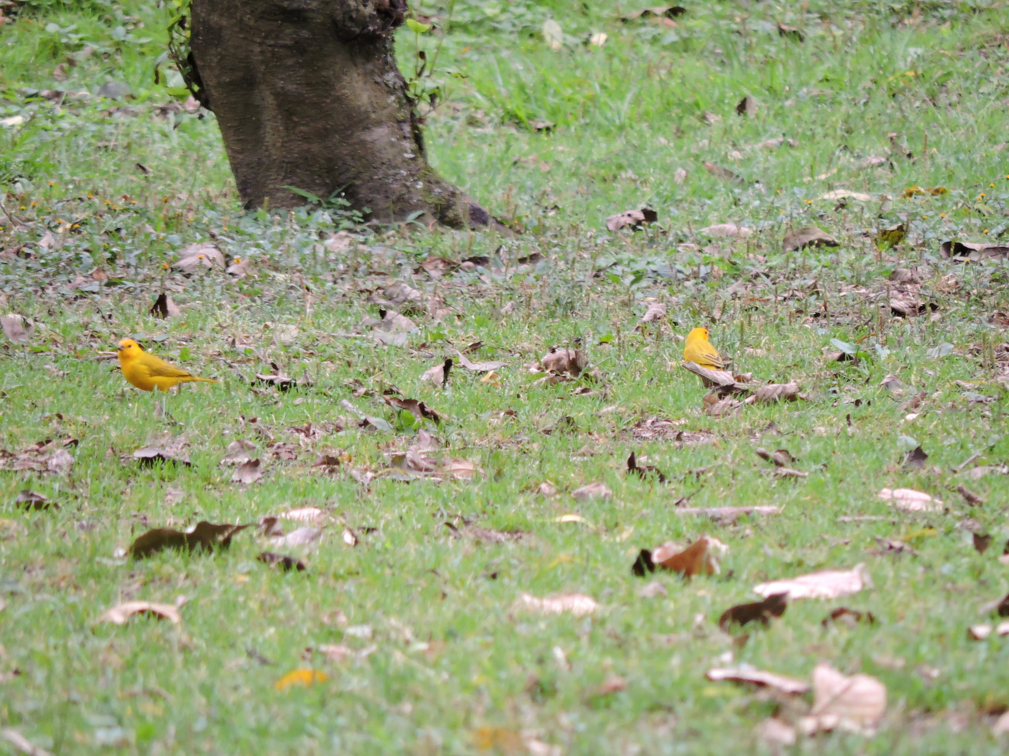 Sicalis flaveola image