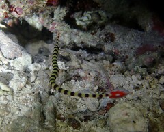 Dunckerocampus dactyliophorus