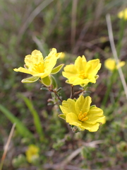 Hibbertia australis