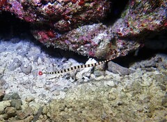 Dunckerocampus dactyliophorus