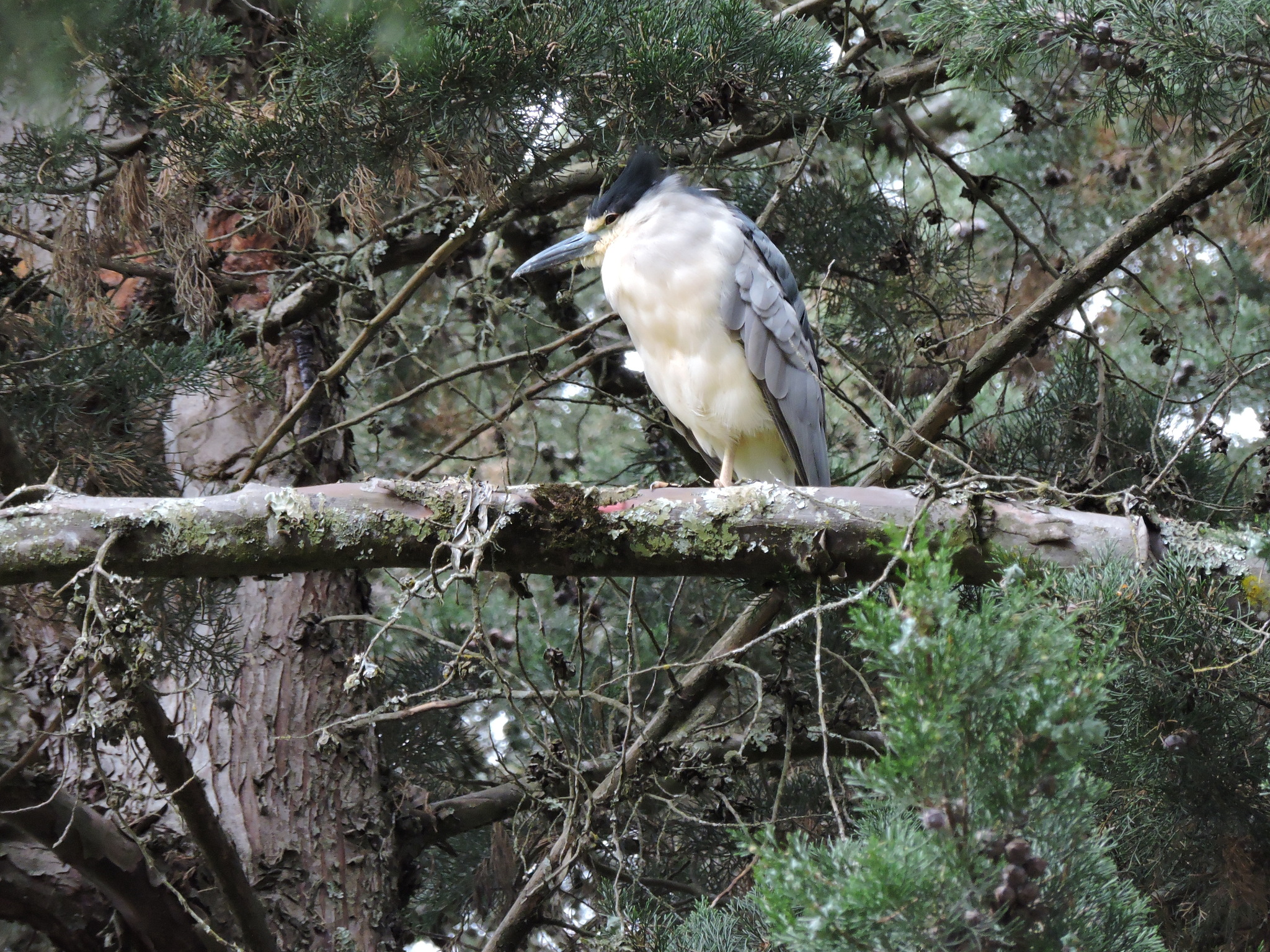 Nycticorax image