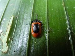 Prosopodonta dorsata