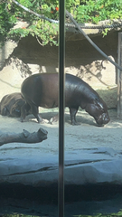 Hippopotamidae