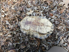 Pseudemys concinna concinna