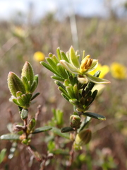 Hibbertia australis