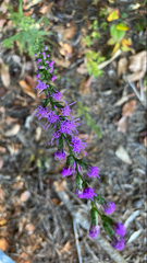 Liatris