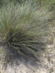 Sporobolus anglicus