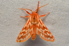 Lophocampa roseata